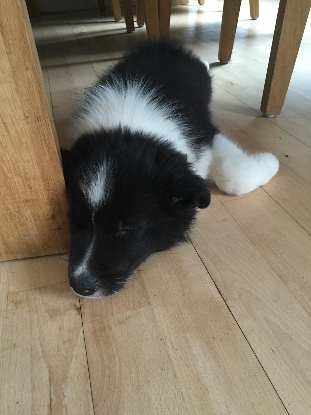 Border collie Samson billede 8