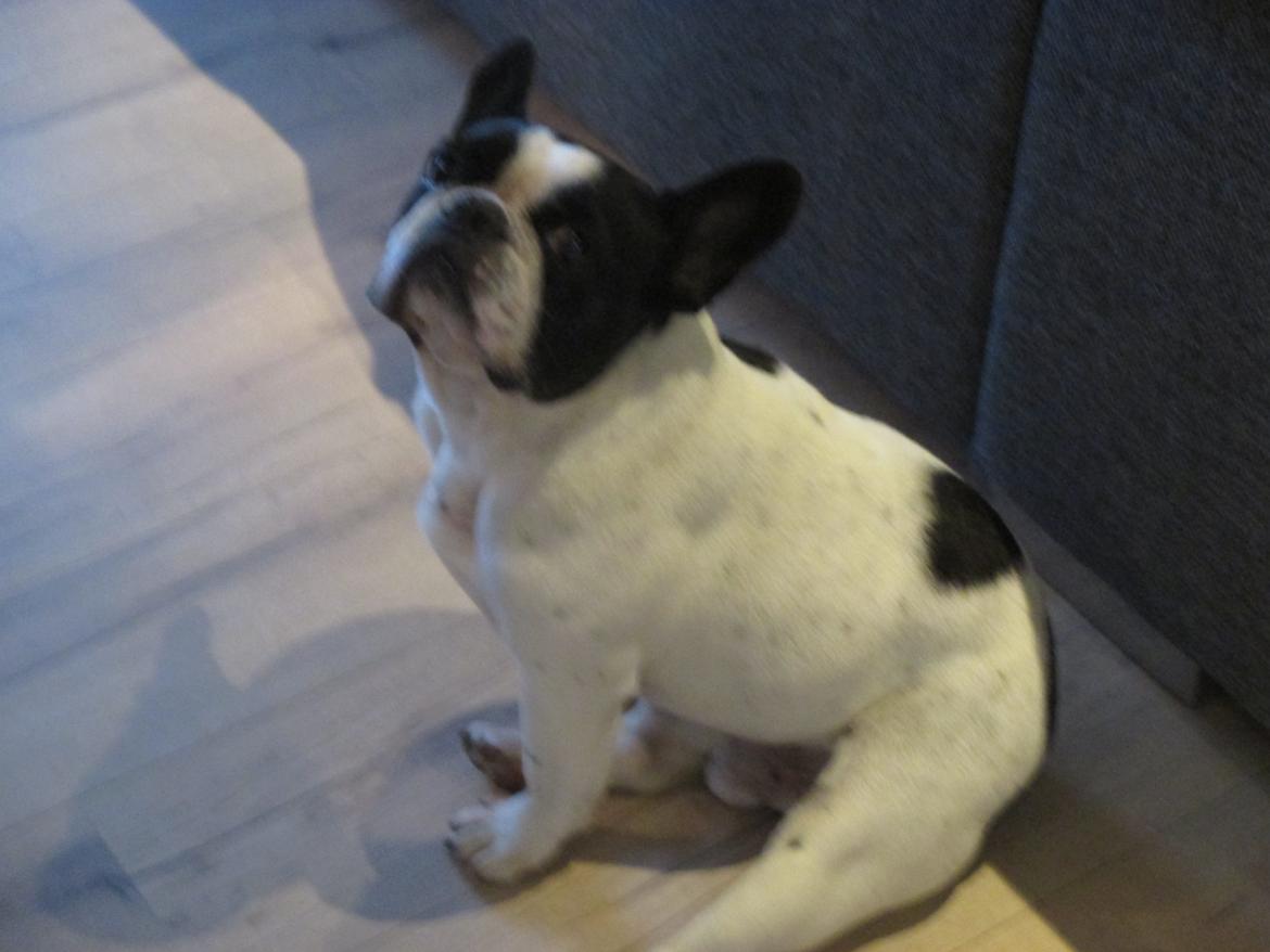 Fransk bulldog Bosse - velkommen til Bosse´s profil<3 billede 1