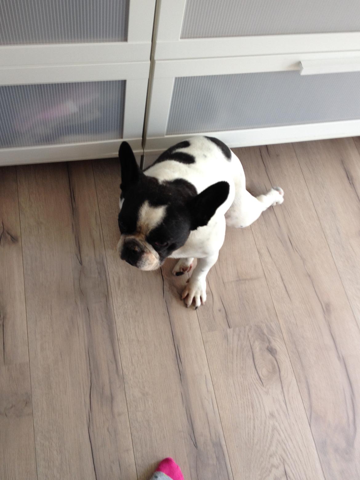 Fransk bulldog Bosse billede 2