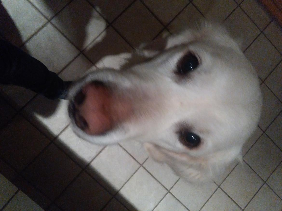 Golden retriever R.I.P Bjørslev's Cameron Diaz/silke billede 14