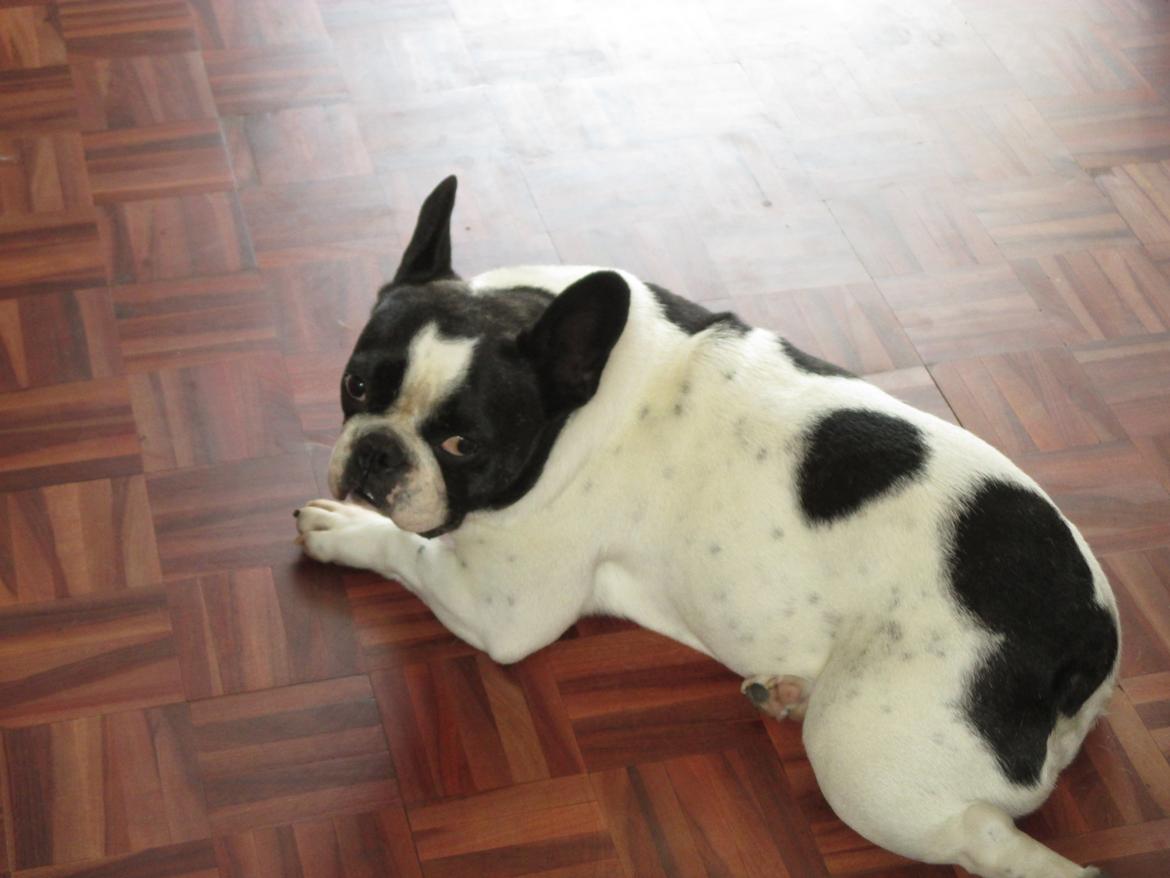Fransk bulldog Bosse billede 3