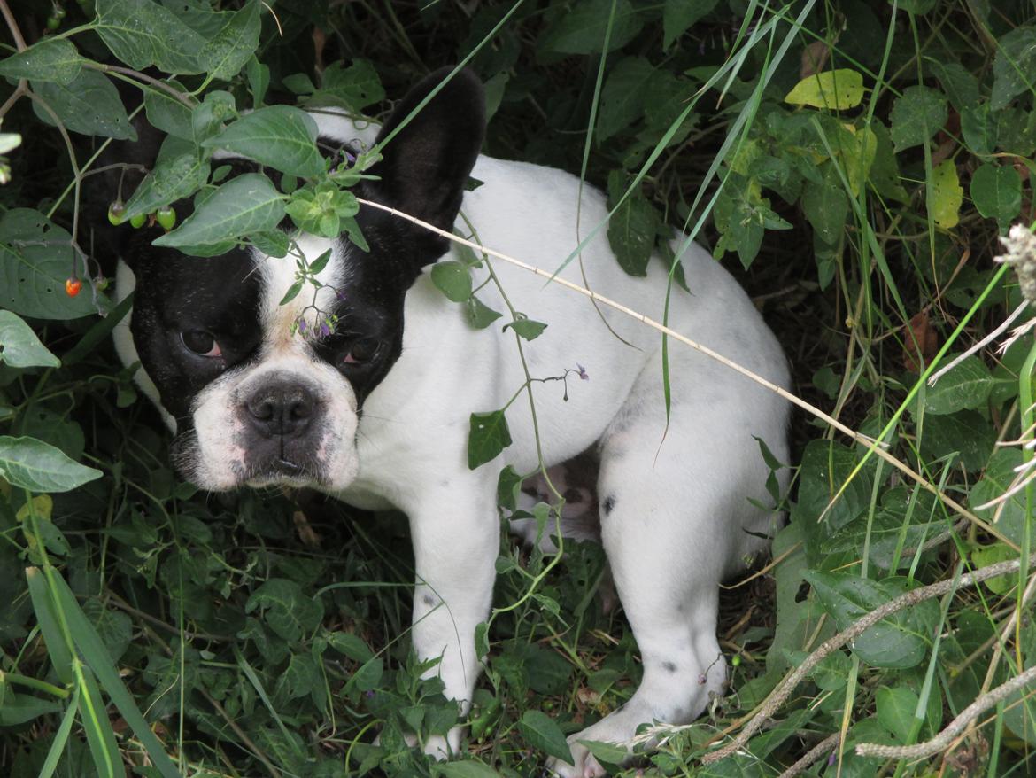 Fransk bulldog Bosse - hygger i bladene  billede 4