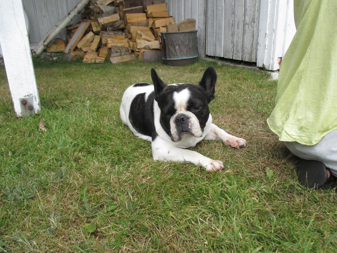 Fransk bulldog Bosse billede 5