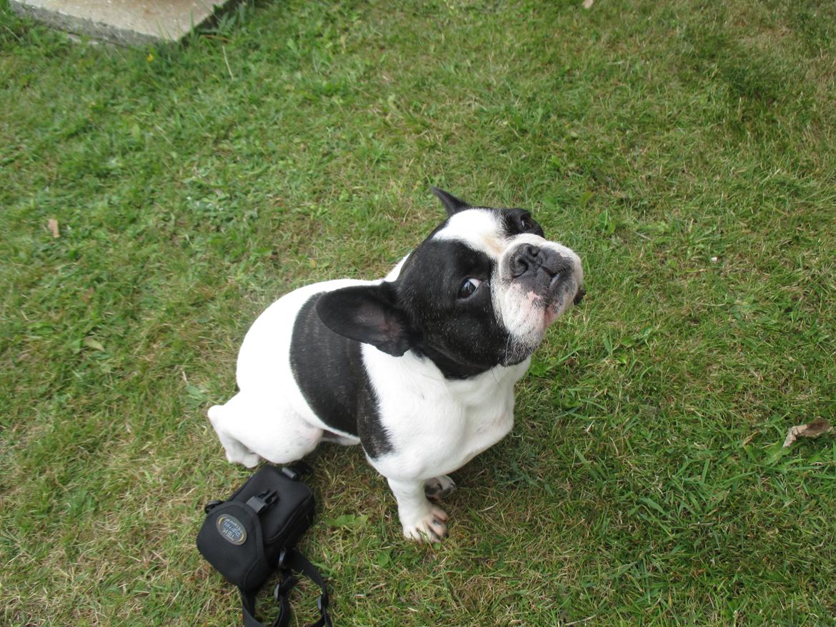 Fransk bulldog Bosse - jeg legede slet ikke med kamara tasken<3 billede 6