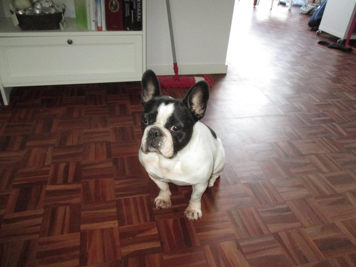 Fransk bulldog Bosse - Vi ser lige fjernsyn billede 7