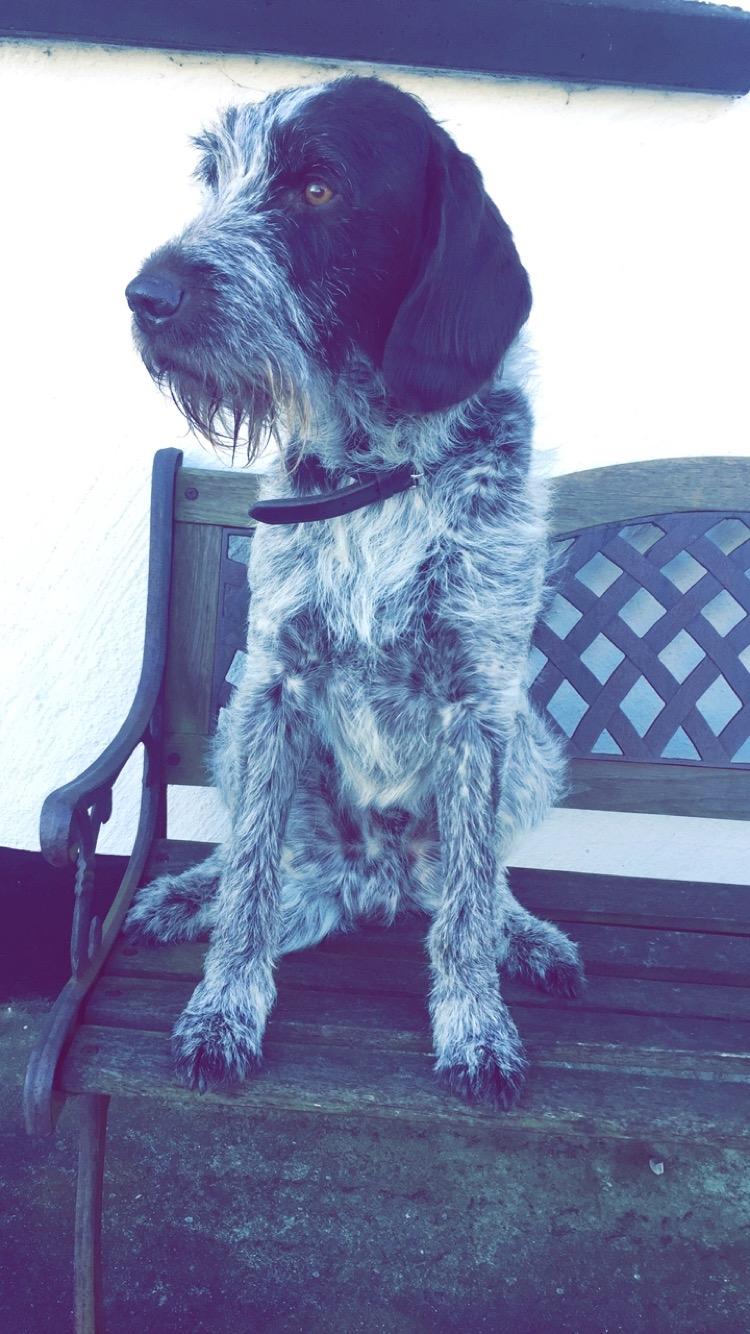 Ruhåret hønsehund Scott billede 8