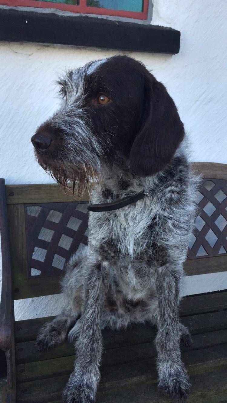 Ruhåret hønsehund Scott billede 9