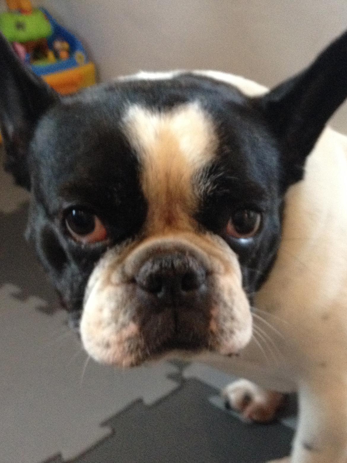 Fransk bulldog Bosse billede 8