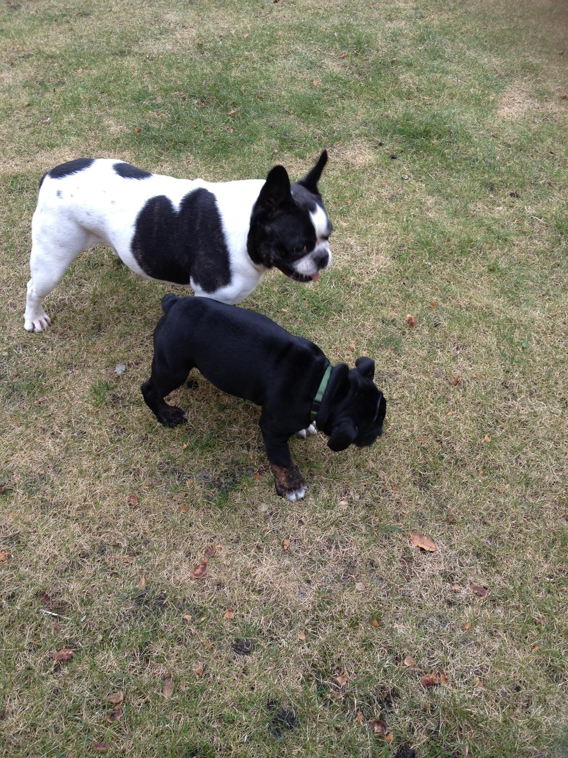 Fransk bulldog Bosse - Skal vi lege billede 9