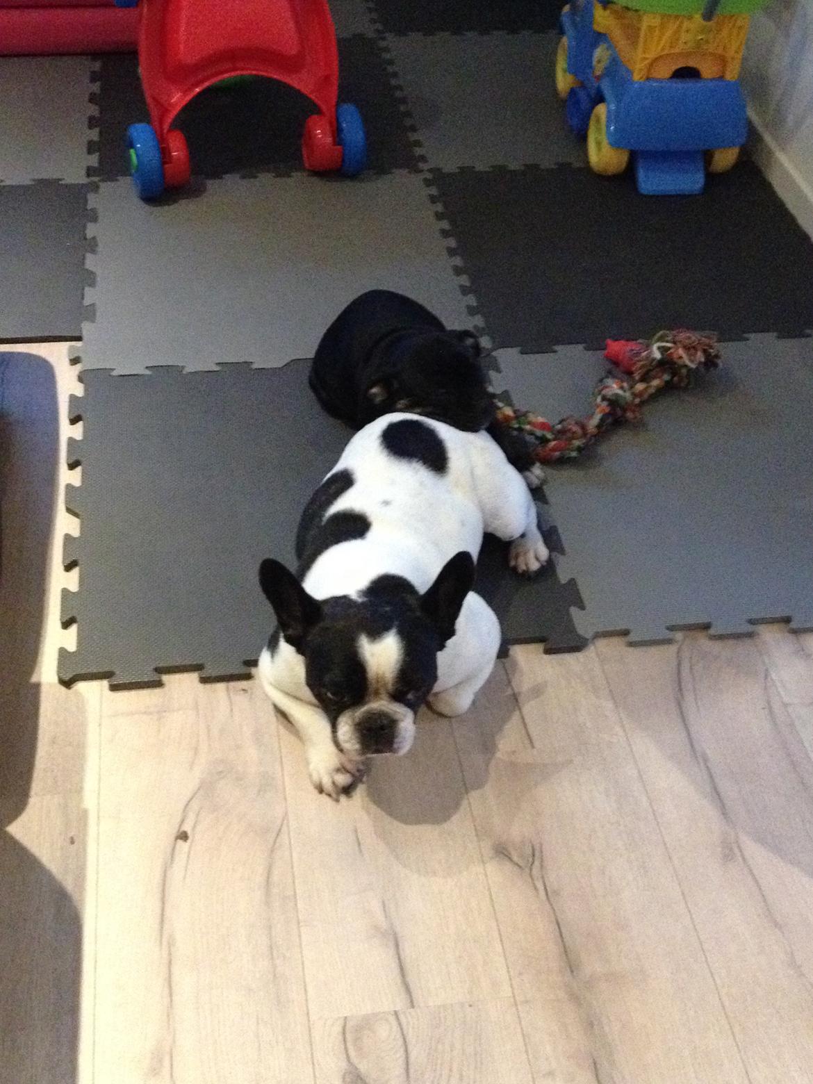 Fransk bulldog Bosse - Vi får lige en lur<3<3 billede 10