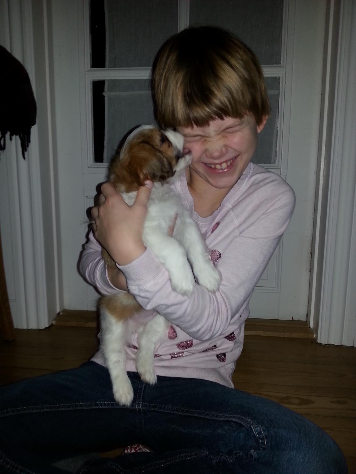 Shih tzu Timon - første gang han så os billede 2