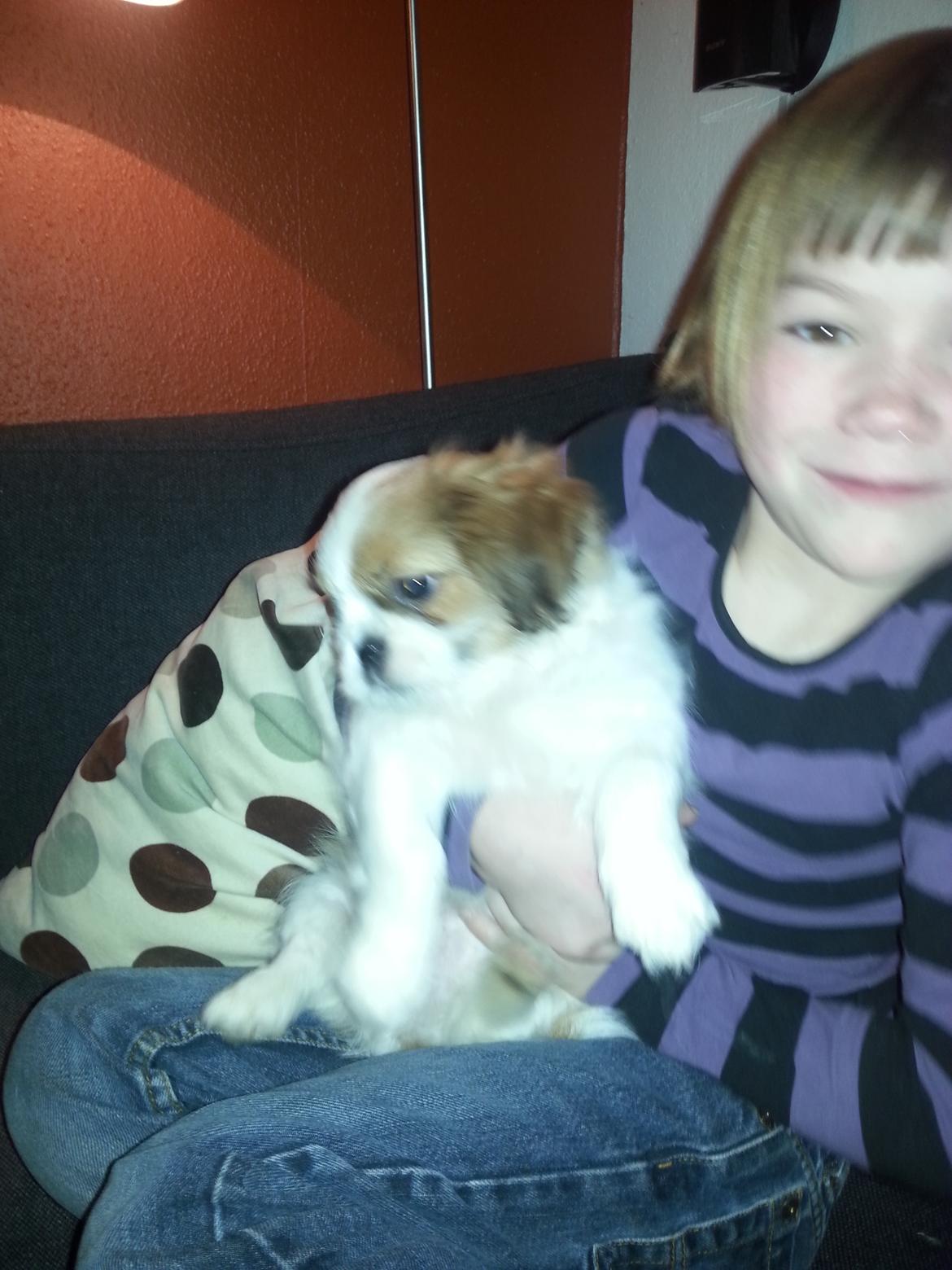 Shih tzu Timon - første gang han så os billede 4