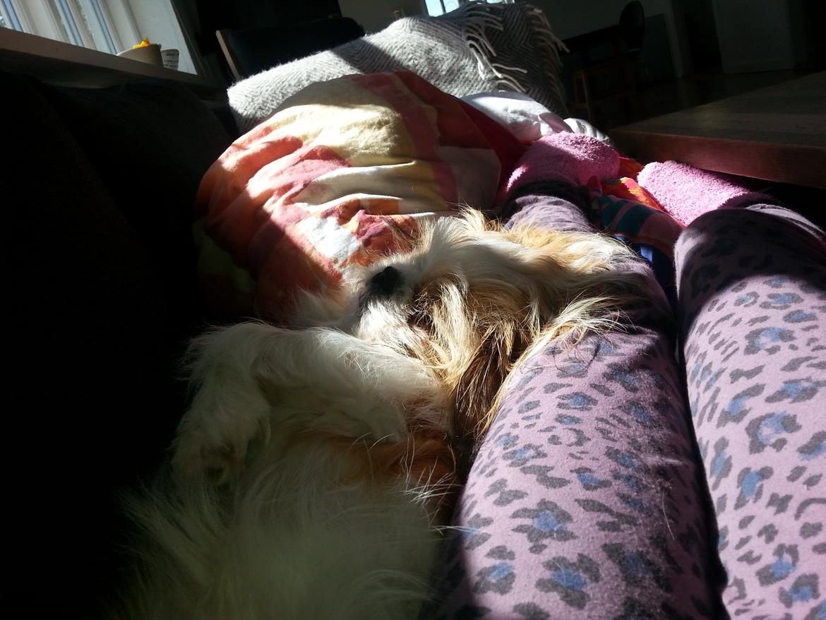 Shih tzu Timon - han sover hos mig billede 9