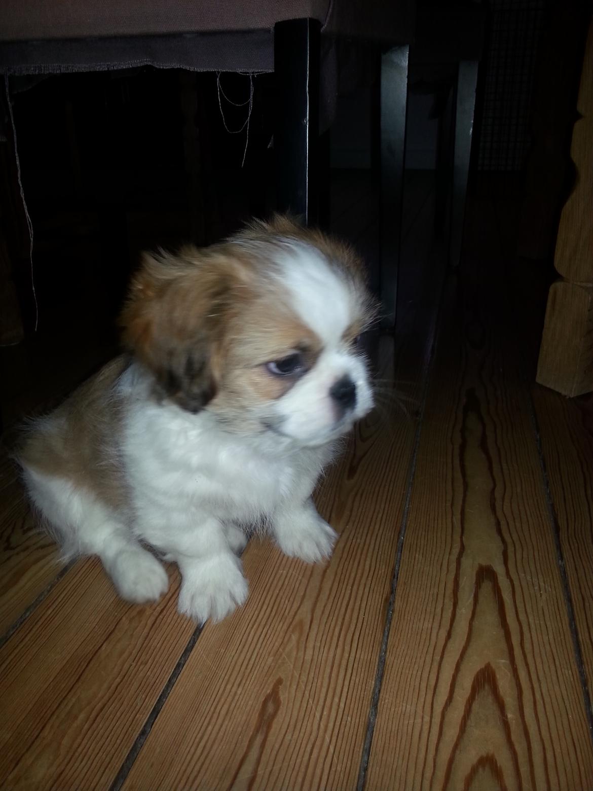 Shih tzu Timon - lige vågnet billede 5