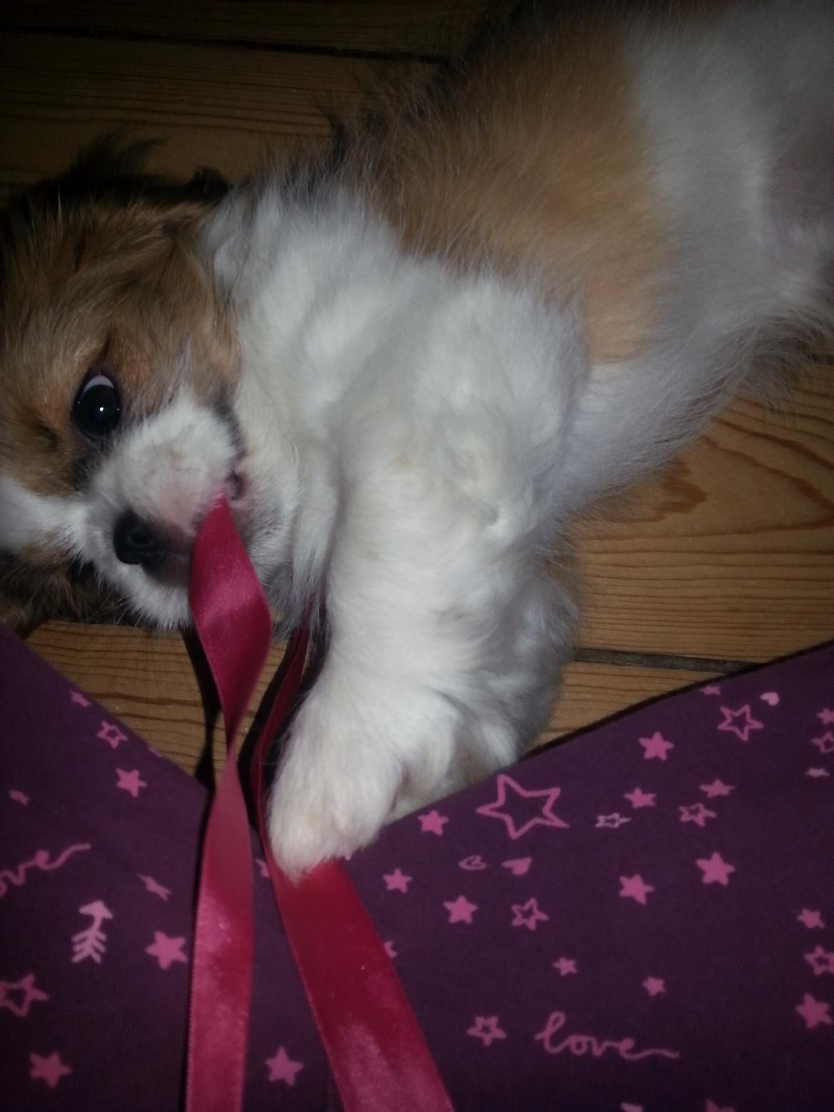 Shih tzu Timon - bider i natbukser  billede 6