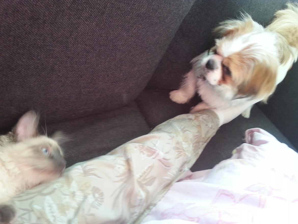 Shih tzu Timon - kikker på buzz vores kat billede 8