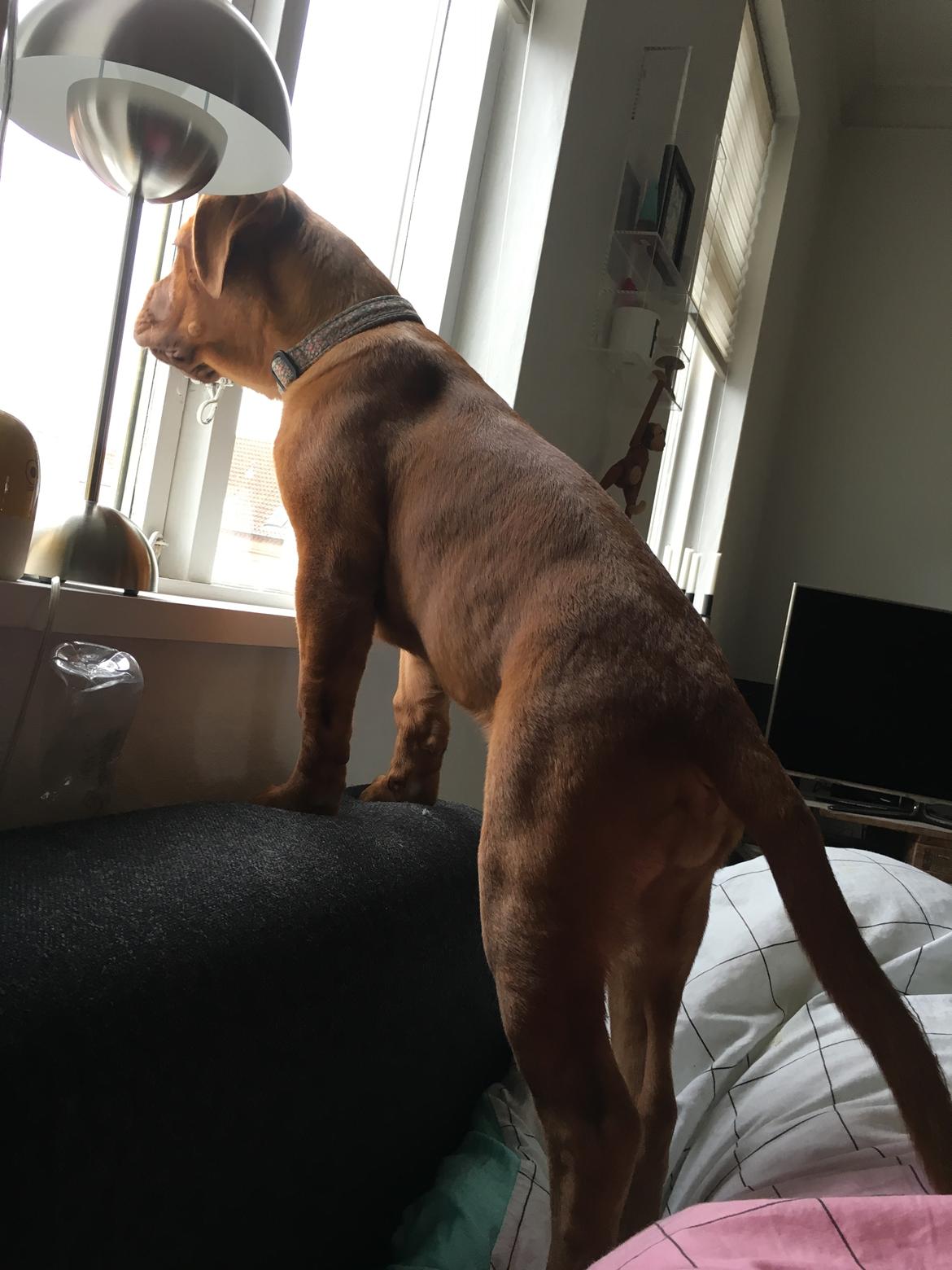 Dogue de bordeaux Cleo billede 6