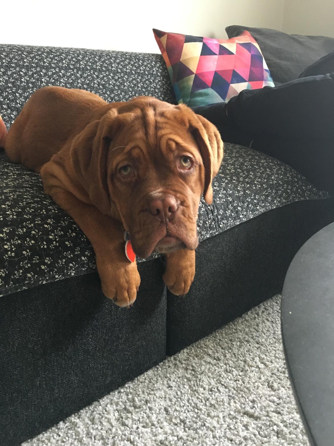 Dogue de bordeaux Cleo billede 3