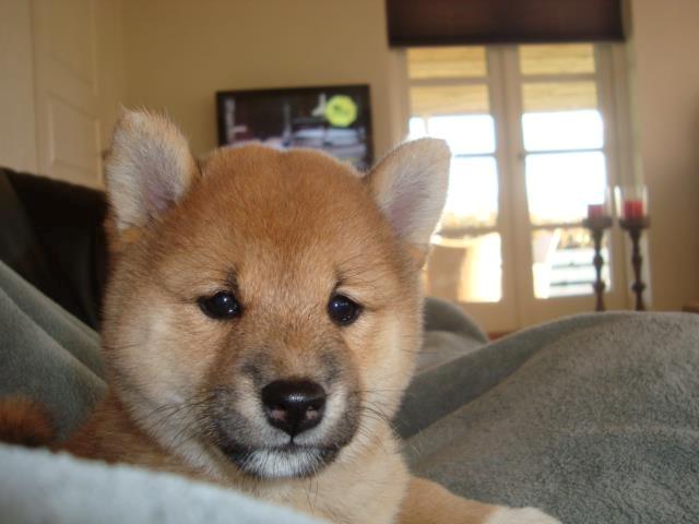 Shiba Akainus Philipa/Bonnie - Bonnie som hvalp billede 1