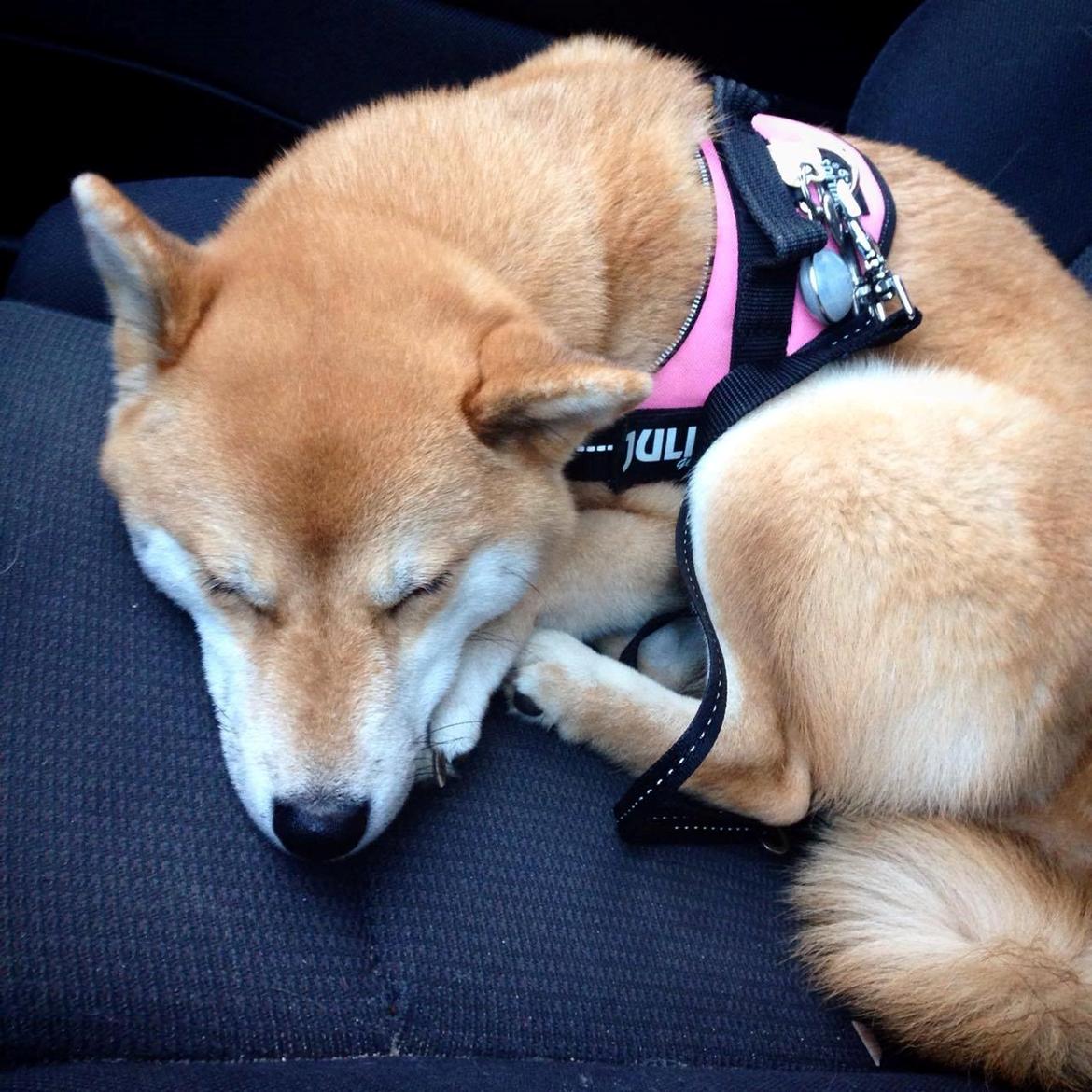 Shiba Akainus Philipa/Bonnie - En træt Bonnie efter 3 timer i skoven billede 3