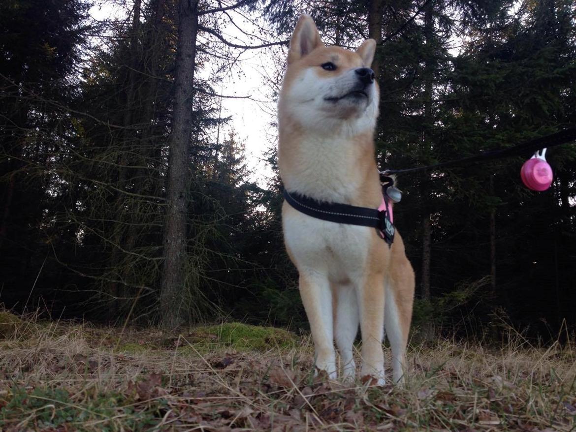 Shiba Akainus Philipa/Bonnie - The queen billede 4
