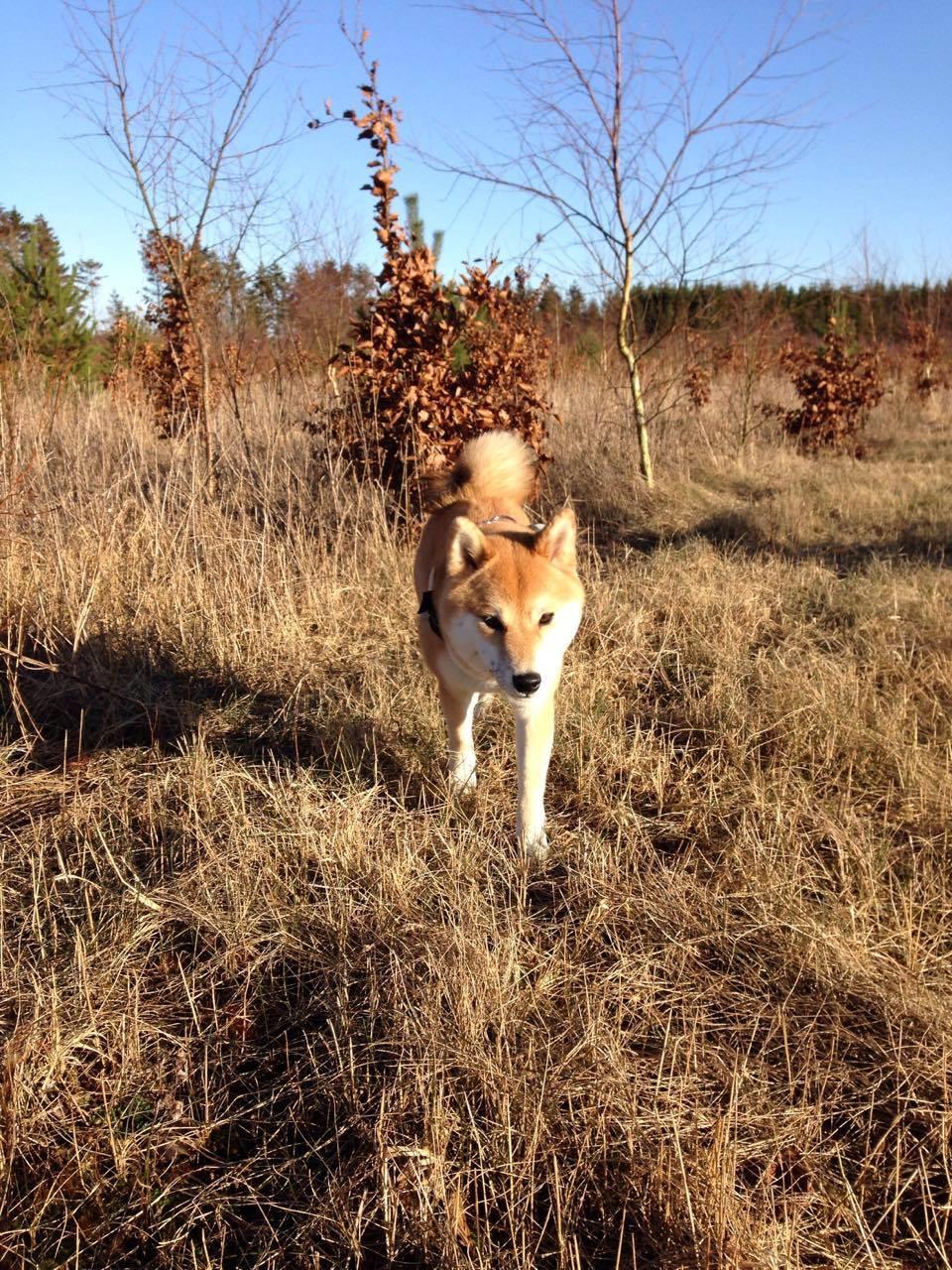 Shiba Akainus Philipa/Bonnie - Vi øver indkald billede 5