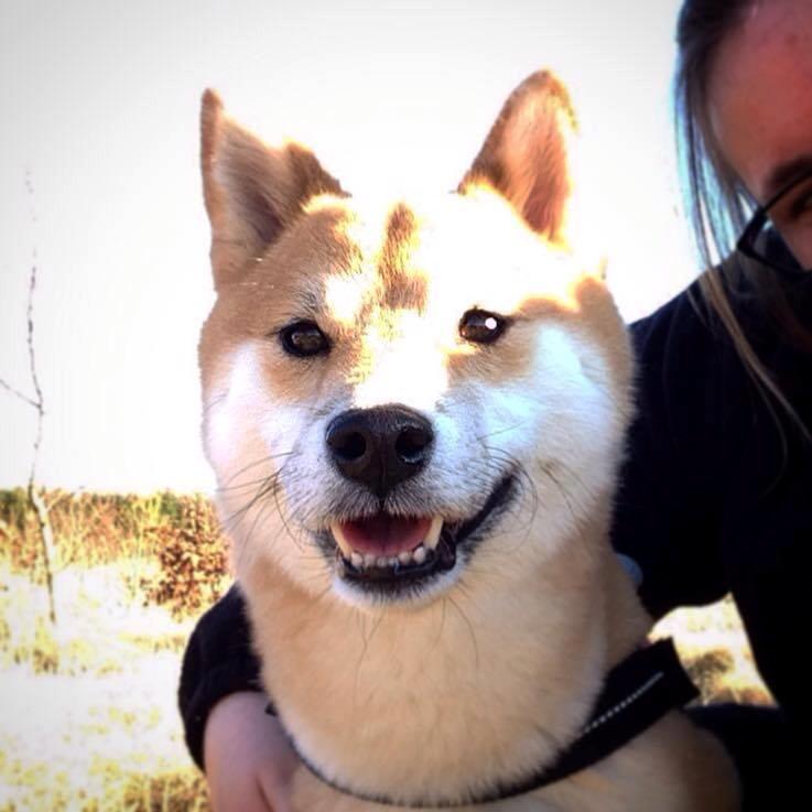 Shiba Akainus Philipa/Bonnie - Det kendte Shiba-smil billede 6