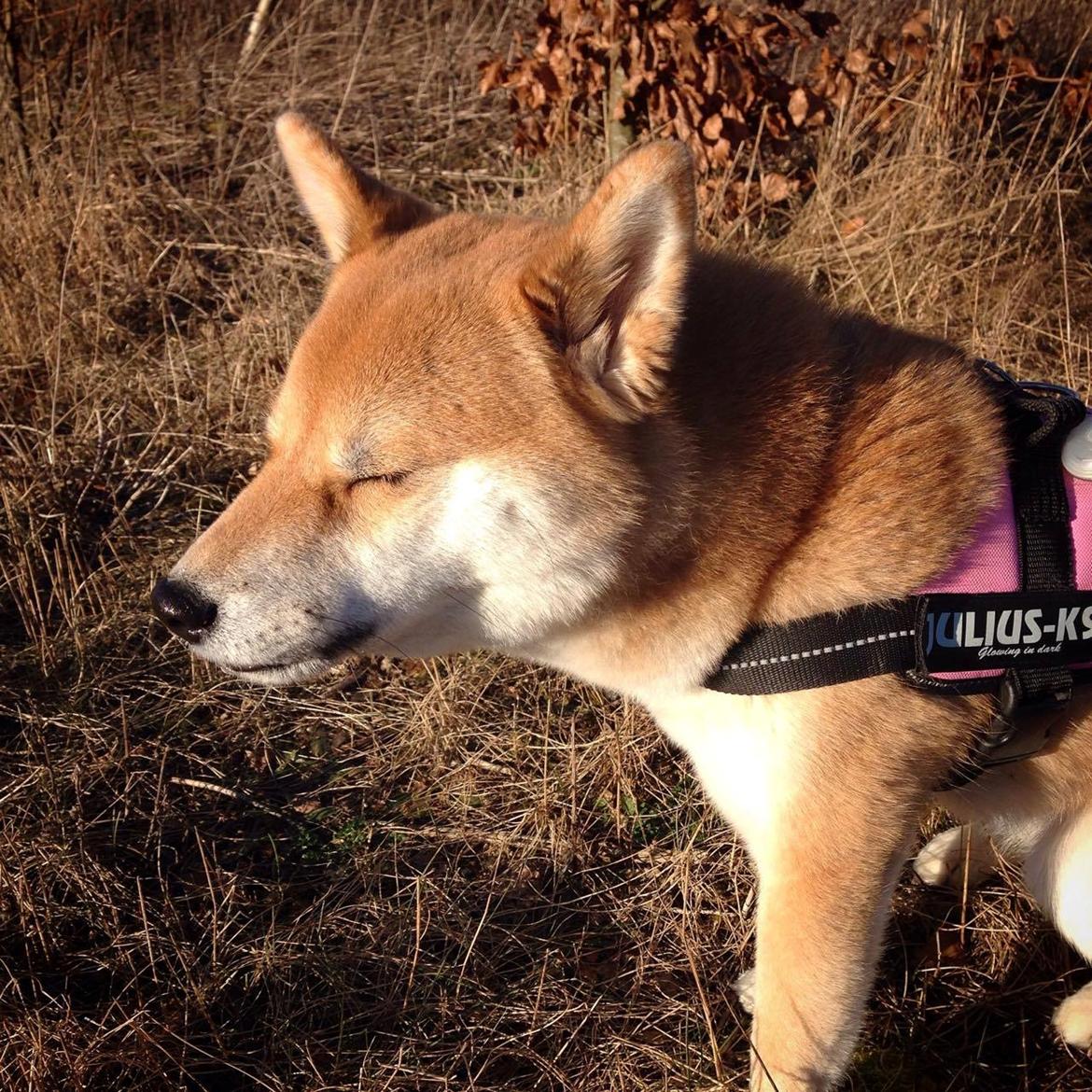 Shiba Akainus Philipa/Bonnie - Nyder forårssolen billede 7