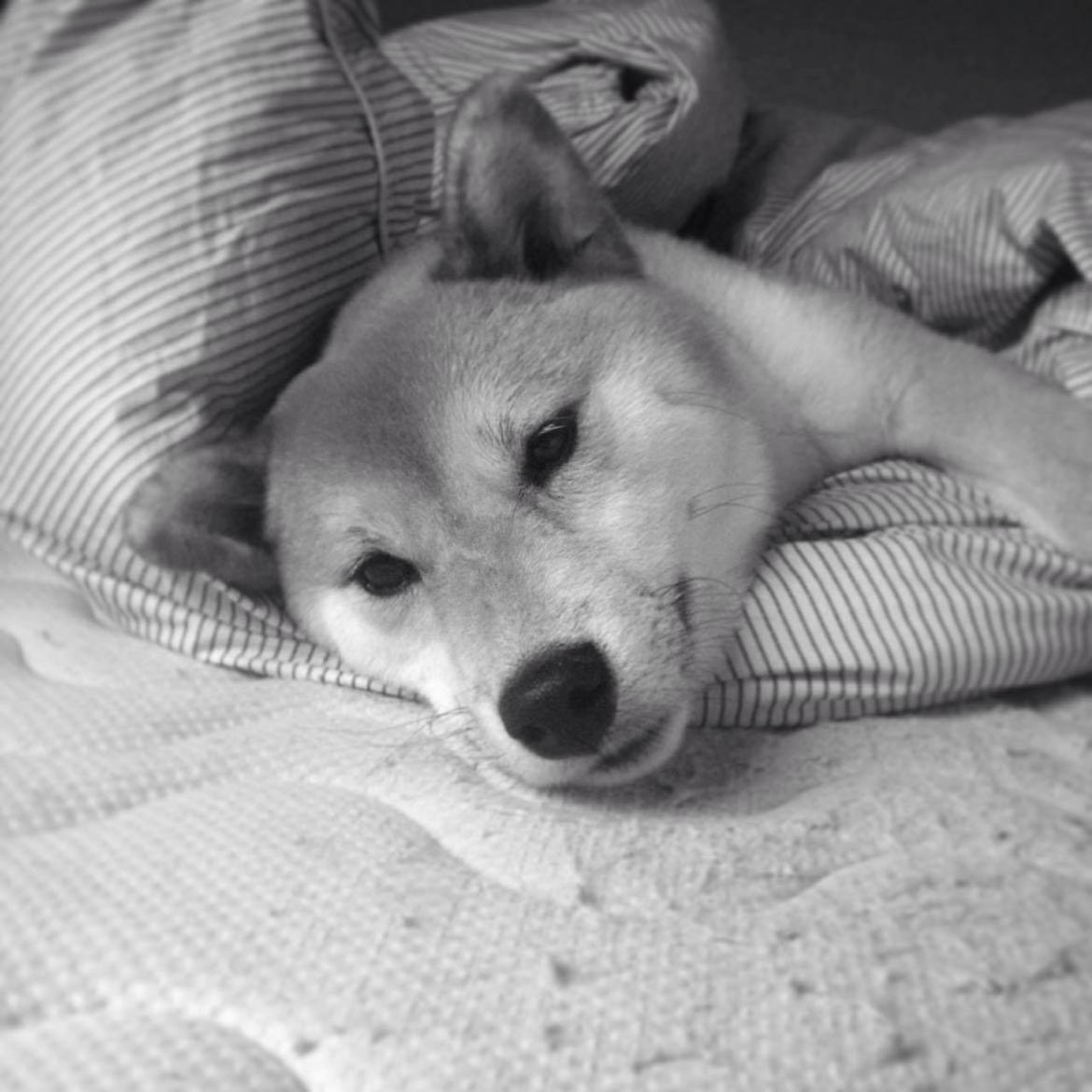 Shiba Akainus Philipa/Bonnie - Puttetrold billede 9