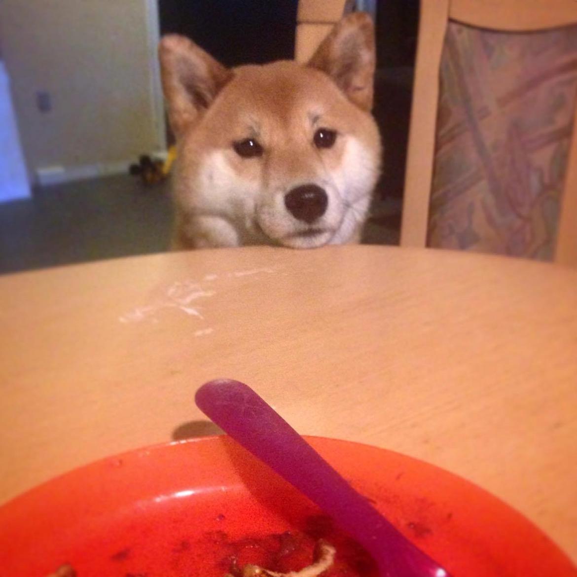 Shiba Akainus Philipa/Bonnie - Bonnie tigger ikke. Hun nyder udsigten ;) billede 10