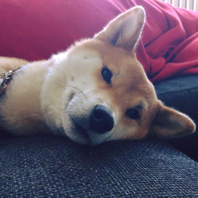 Shiba Akainus Philipa/Bonnie - Puttetrold billede 11