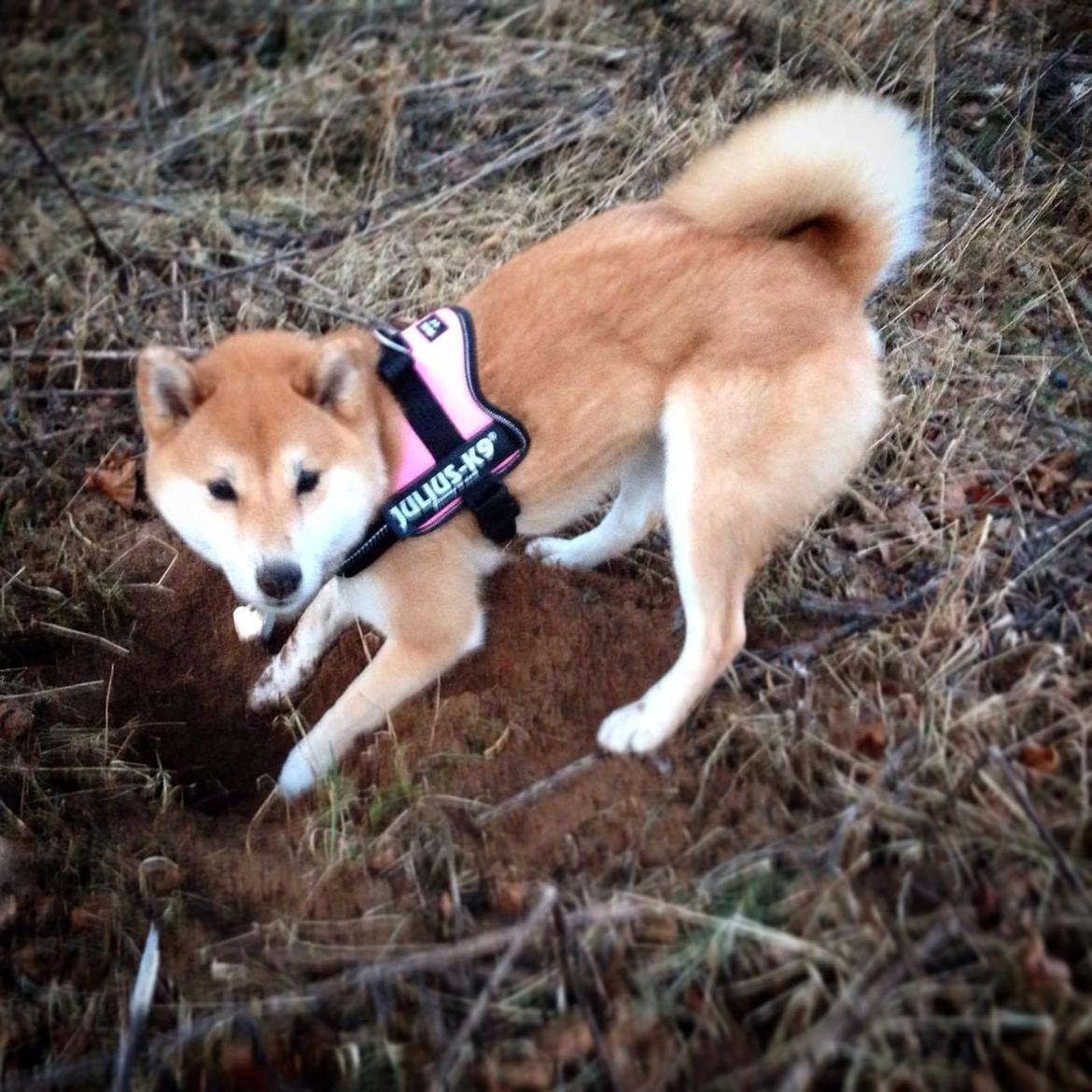 Shiba Akainus Philipa/Bonnie - Bonnie graver efter mus billede 12