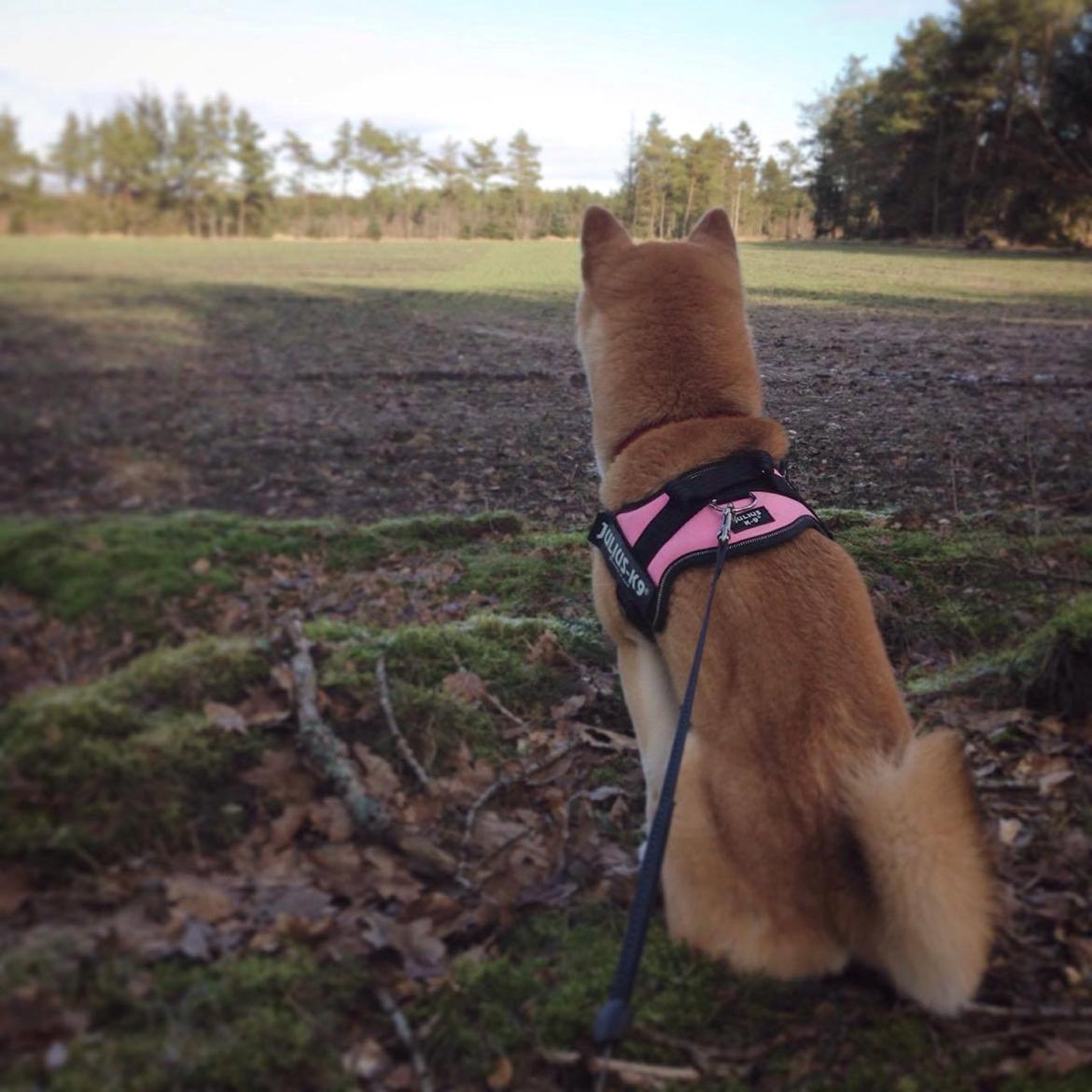 Shiba Akainus Philipa/Bonnie - Spejder over sit kongerige billede 16