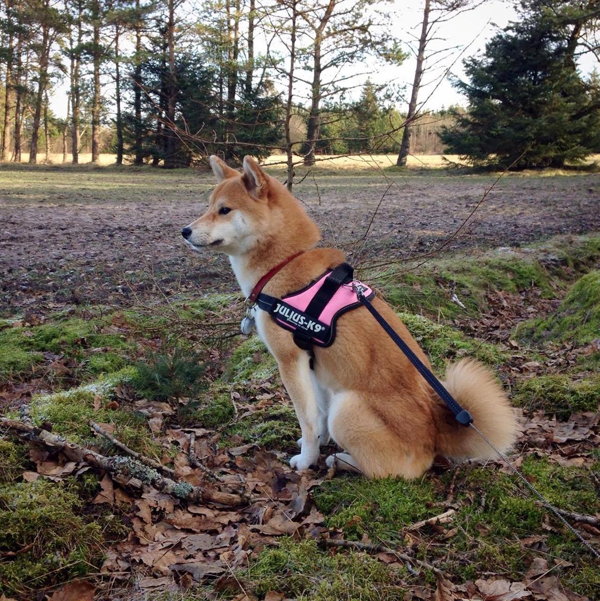 Shiba Akainus Philipa/Bonnie - The queen billede 17