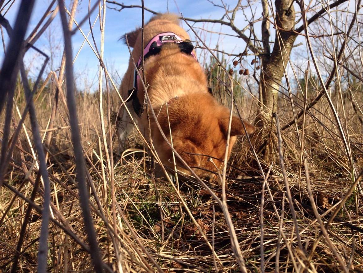 Shiba Akainus Philipa/Bonnie - Musehuller er sjove! billede 18