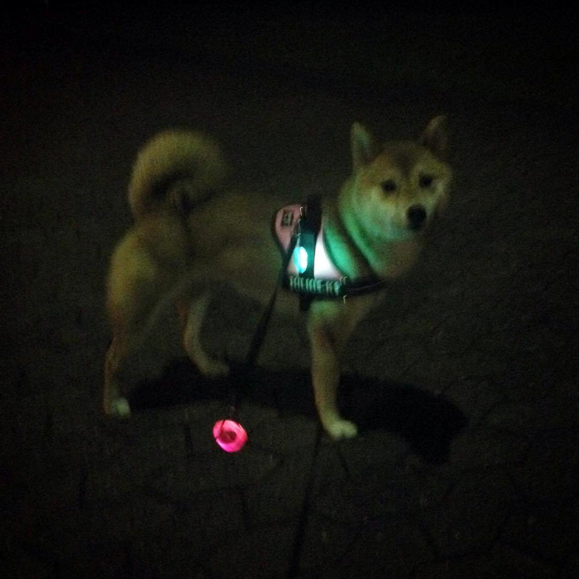 Shiba Akainus Philipa/Bonnie - Lyser i mørket billede 19