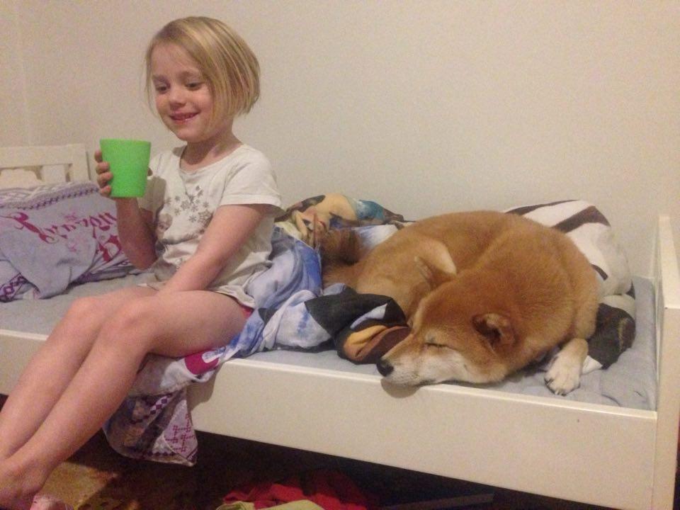 Shiba Akainus Philipa/Bonnie - Hun passer godt på vores mindste billede 20