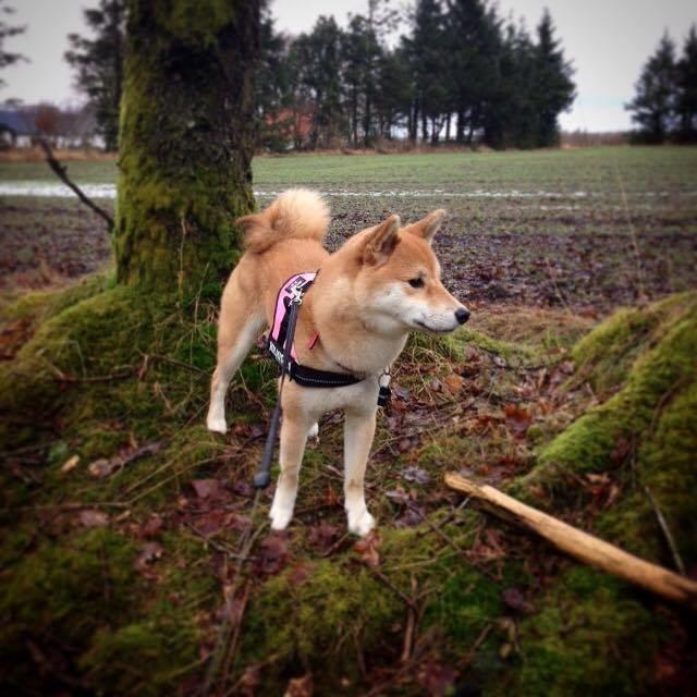 Shiba Akainus Philipa/Bonnie - Bonnie billede 23