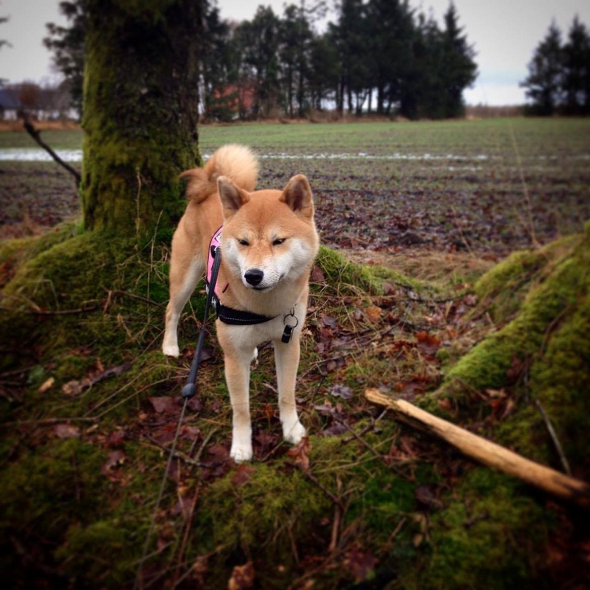 Shiba Akainus Philipa/Bonnie - Bonnie billede 24