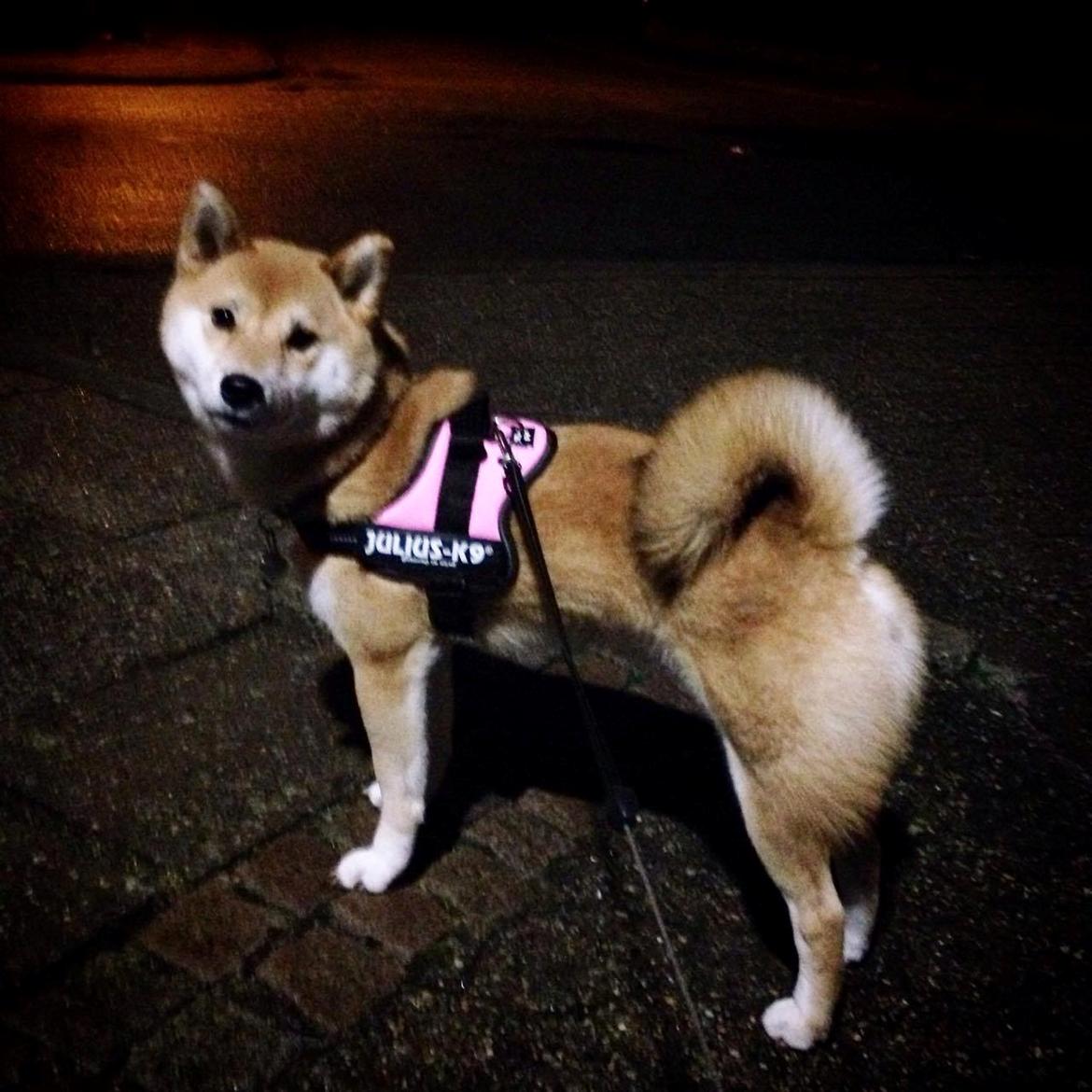 Shiba Akainus Philipa/Bonnie - Charmetrold billede 25