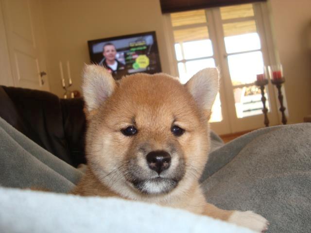 Shiba Akainus Philipa/Bonnie - Bonnie som hvalp billede 2