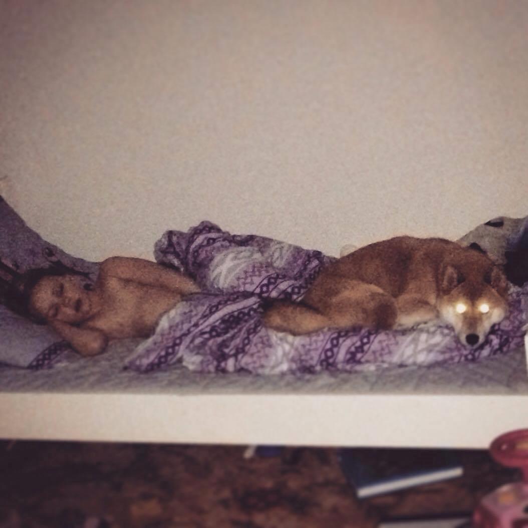 Shiba Akainus Philipa/Bonnie - Hun passer så godt på de små billede 28