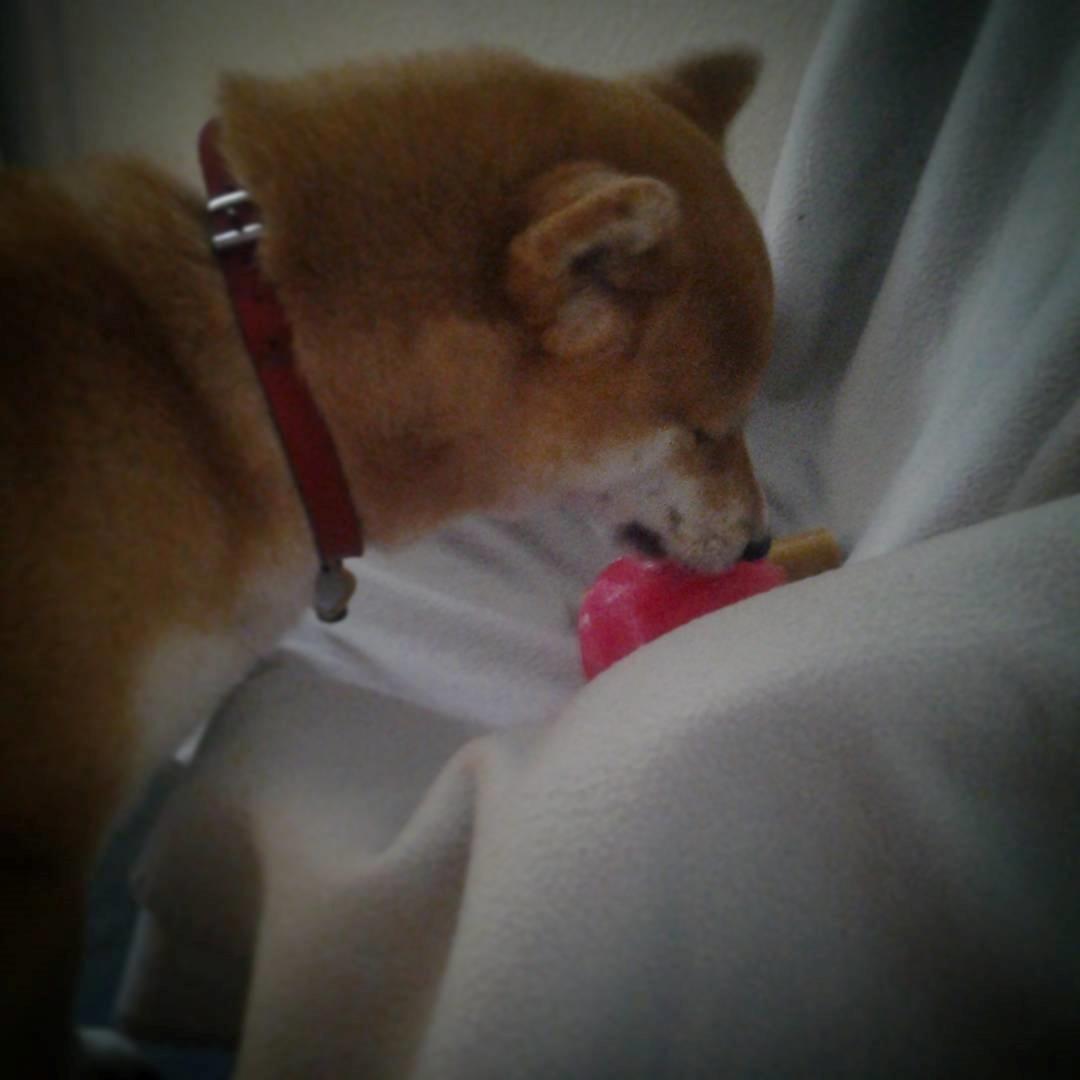 Shiba Akainus Philipa/Bonnie - Muuuums, smøreost! billede 29