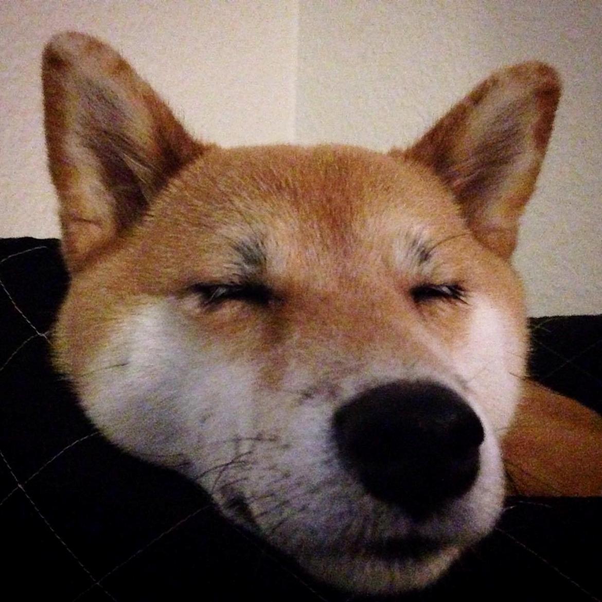 Shiba Akainus Philipa/Bonnie - ZzZzZ billede 31