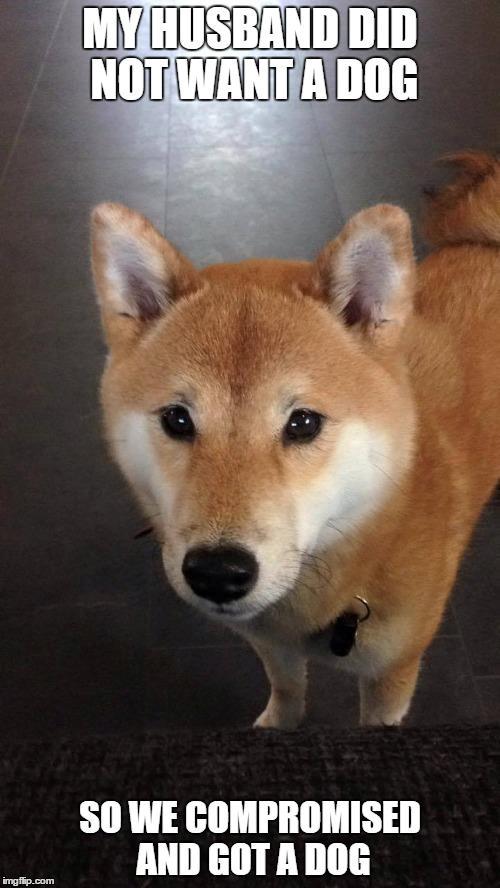 Shiba Akainus Philipa/Bonnie - Og så passer det. Min mand ville ikke have hund, men jeg fik ham alligevel overtalt. Man kan da heller ikke stå for det ansigt :D billede 33