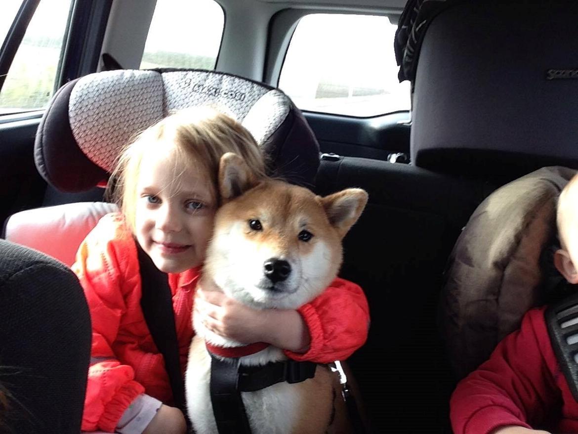 Shiba Akainus Philipa/Bonnie - Min datter og Bonnie billede 27