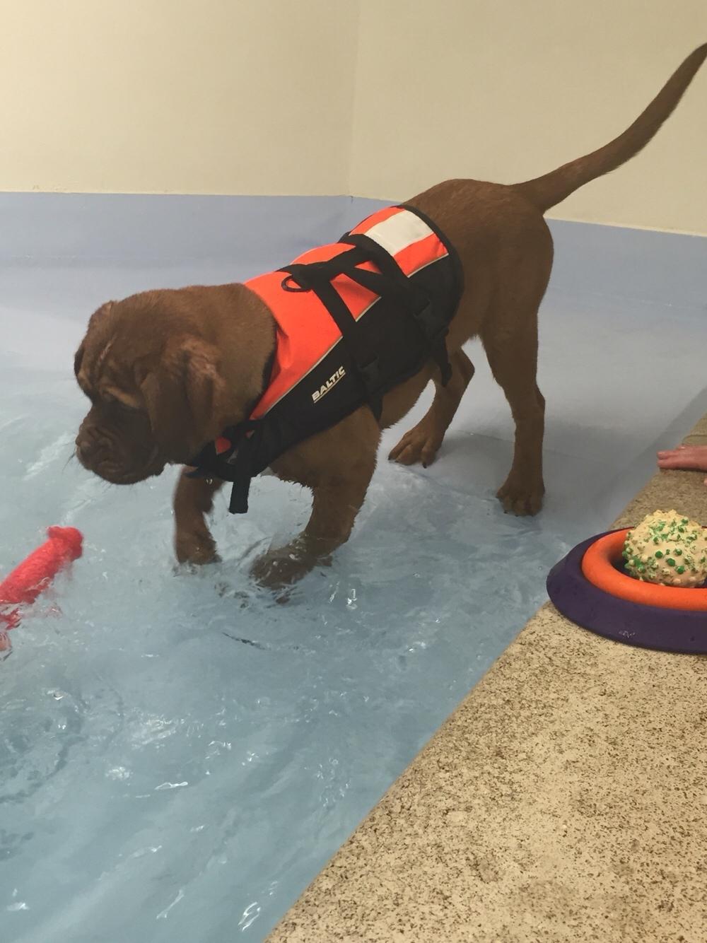 Dogue de bordeaux Cleo billede 2