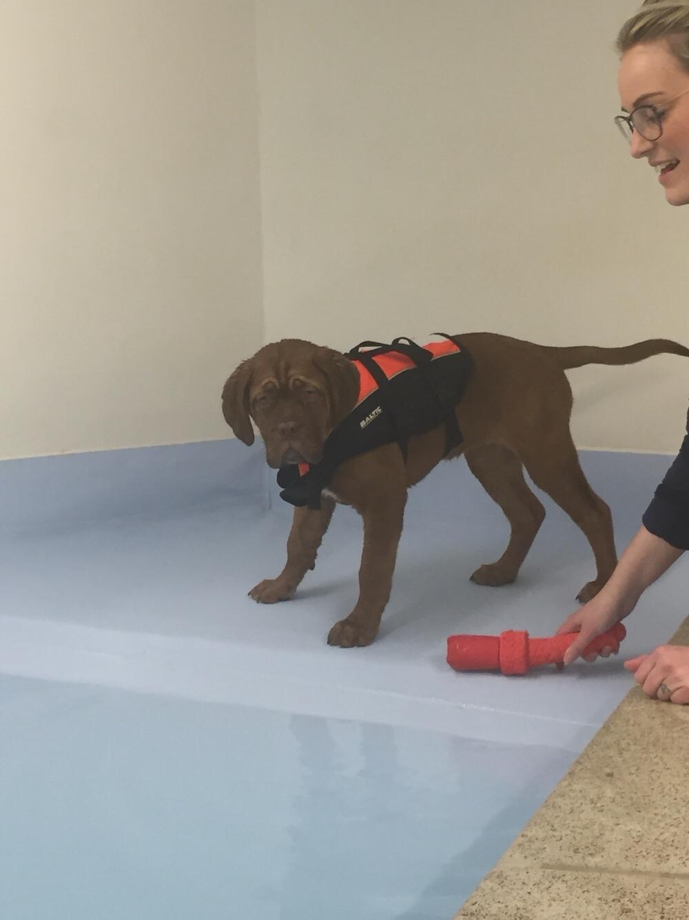 Dogue de bordeaux Cleo billede 1