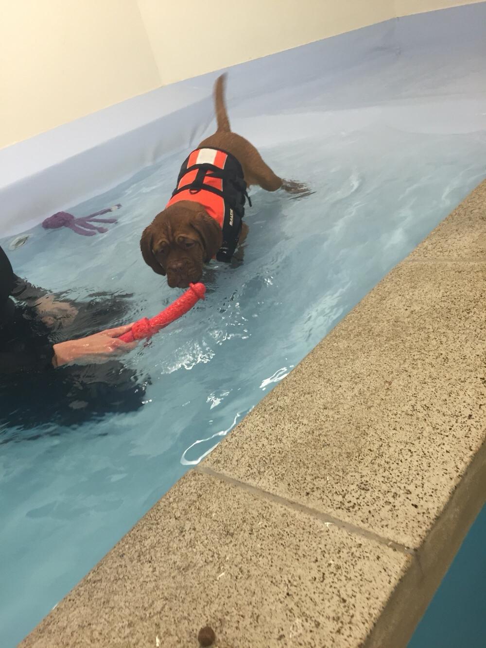 Dogue de bordeaux Cleo billede 4