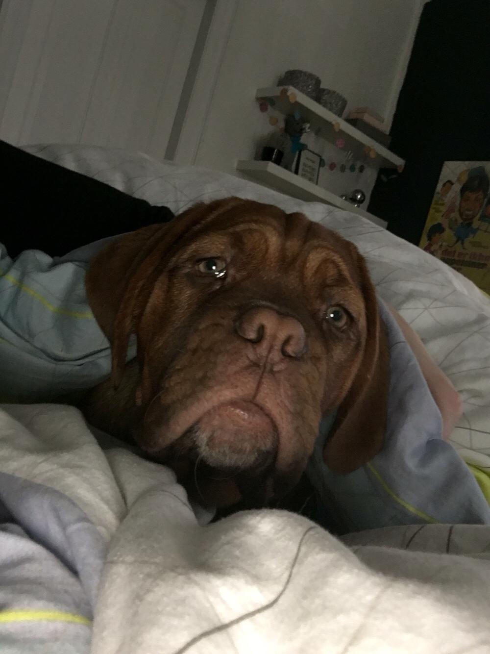 Dogue de bordeaux Cleo billede 5